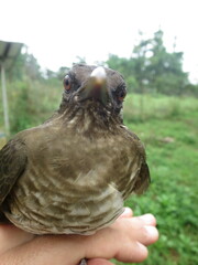 Turdus olivaceofuscus