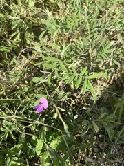 Tephrosia cinerea