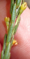 Struthiola eckloniana