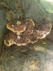 Ganoderma sessile