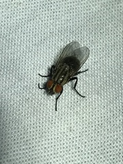 Diptera