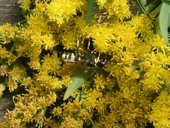 Cerceris rybyensis