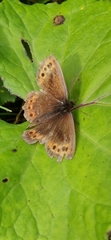 Erebia ligea
