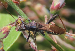 Alydus