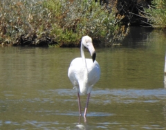 Phoenicopterus roseus