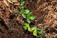 Passiflora edulis