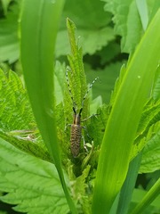 Agapanthia villosoviridescens