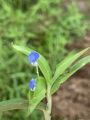 Commelina diffusa