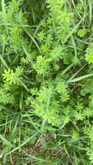 Galium mollugo