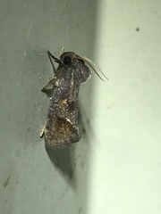 Acrolophus texanella