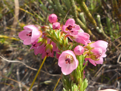 Erica elimensis
