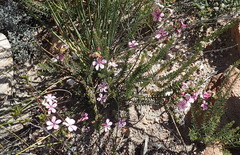 Acmadenia tetragona