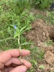 Commelina diffusa