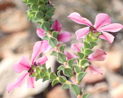 Acmadenia tetragona