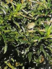 Vireo flavoviridis