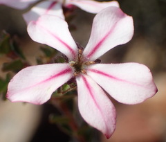 Acmadenia tetragona