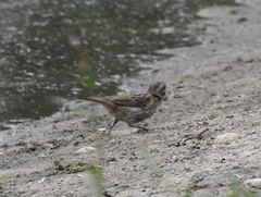 Zonotrichia albicollis