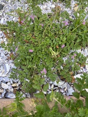Erodium moschatum