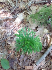 Dendrolycopodium