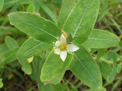 Hypericum virginicum