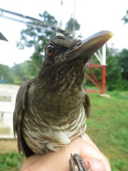 Turdus olivaceofuscus
