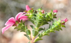 Acmadenia tetragona