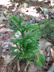 Dendrolycopodium
