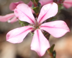 Acmadenia tetragona