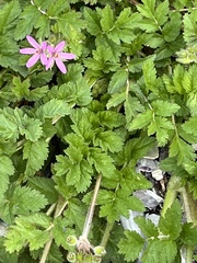Erodium moschatum