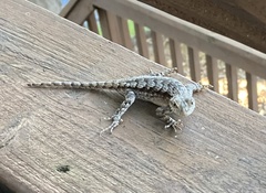 Sceloporus undulatus