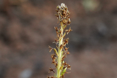 Platanthera elongata