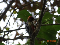Melanerpes rubricapillus