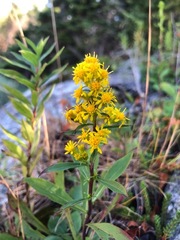 Solidago decurrens