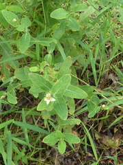 Hypericum virginicum