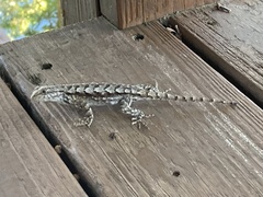 Sceloporus undulatus