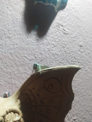 Hyles livornica