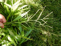 Paspalum pubiflorum