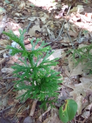 Dendrolycopodium