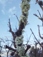 Ceroplastes