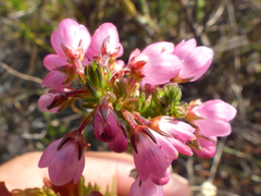 Erica elimensis