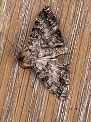 Polydesma