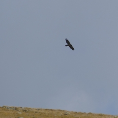 Gypaetus barbatus