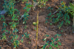 Platanthera elongata