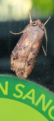 Agrotis ipsilon