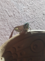 Hyles livornica