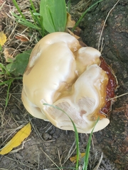 Ganoderma