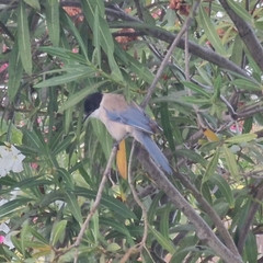 Cyanopica cooki