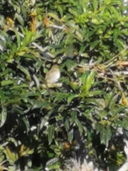 Vireo flavoviridis