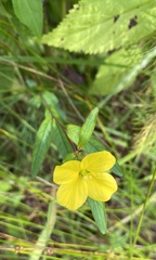 Ludwigia alternifolia