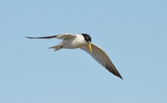 Sternula superciliaris